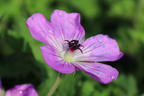 Storchschnabel 'Bloom Time' - Geranium wallichianum 'Bloom Time'