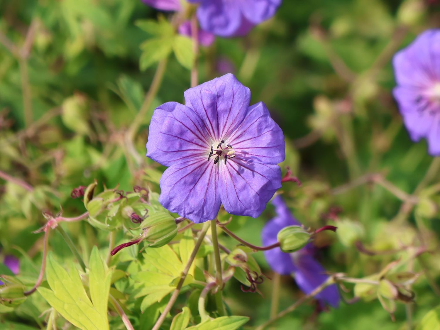 Storchschnabel 'Blue Sunrise'