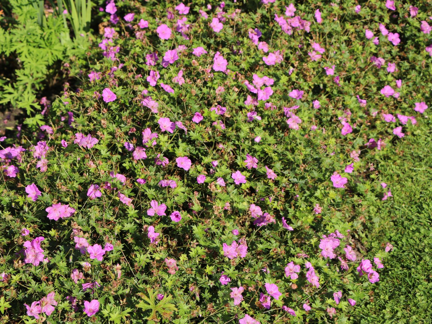 Storchschnabel 'Blushing Turtle' ® - Geranium wallichianum 'Blushing Turtle'