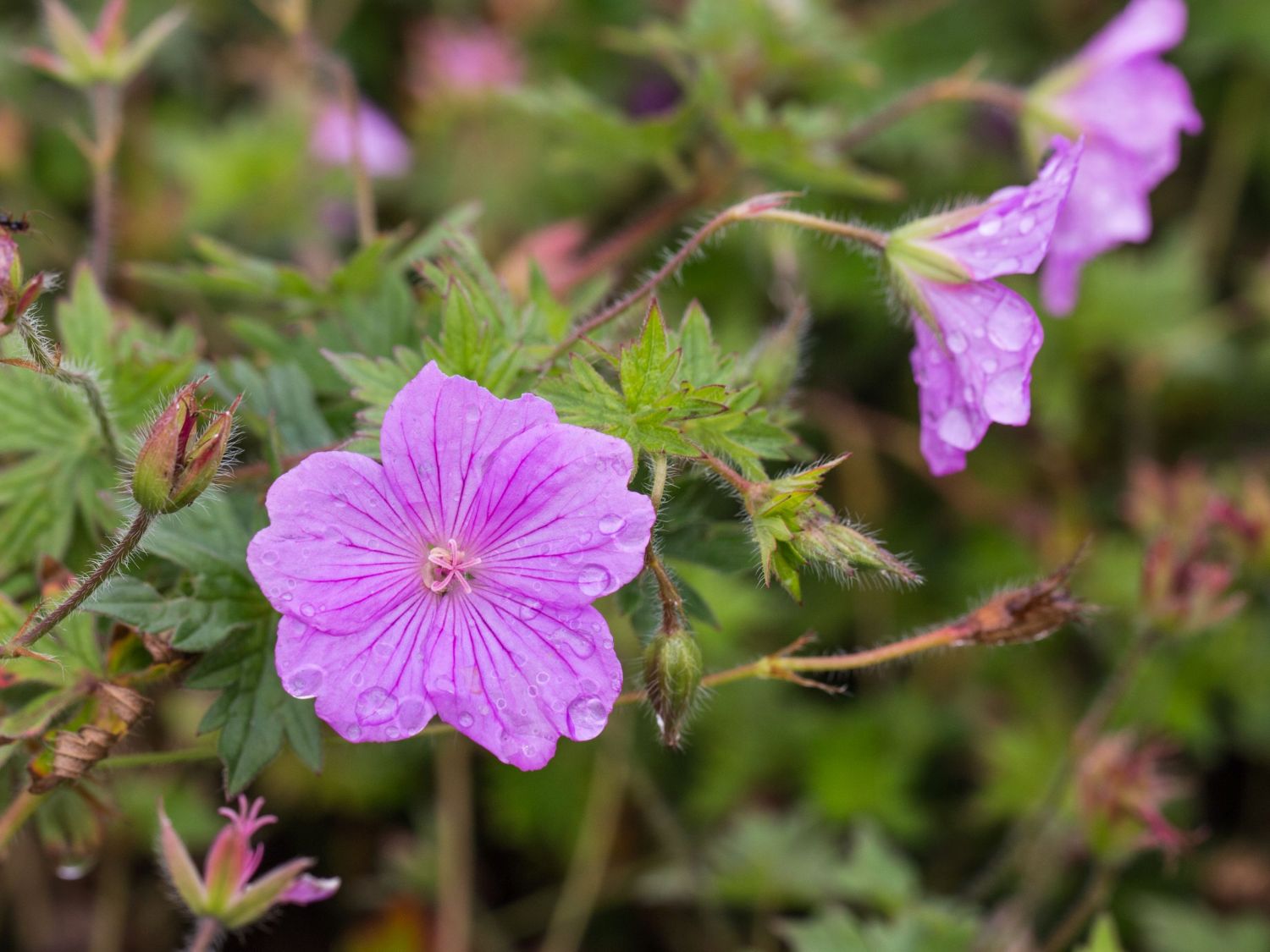 Storchschnabel 'Blushing Turtle' ® - Geranium wallichianum 'Blushing Turtle'