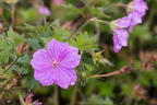 Storchschnabel 'Blushing Turtle' ® - Geranium wallichianum 'Blushing Turtle'