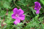 Storchschnabel 'Blushing Turtle' ® - Geranium wallichianum 'Blushing Turtle'