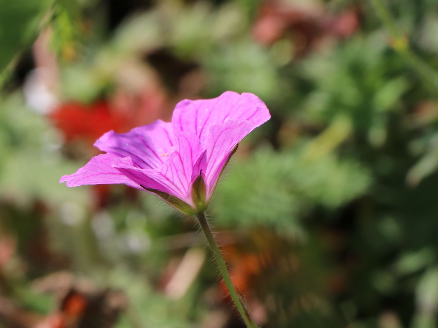 Storchschnabel 'Blushing Turtle' ® - Geranium wallichianum 'Blushing Turtle'