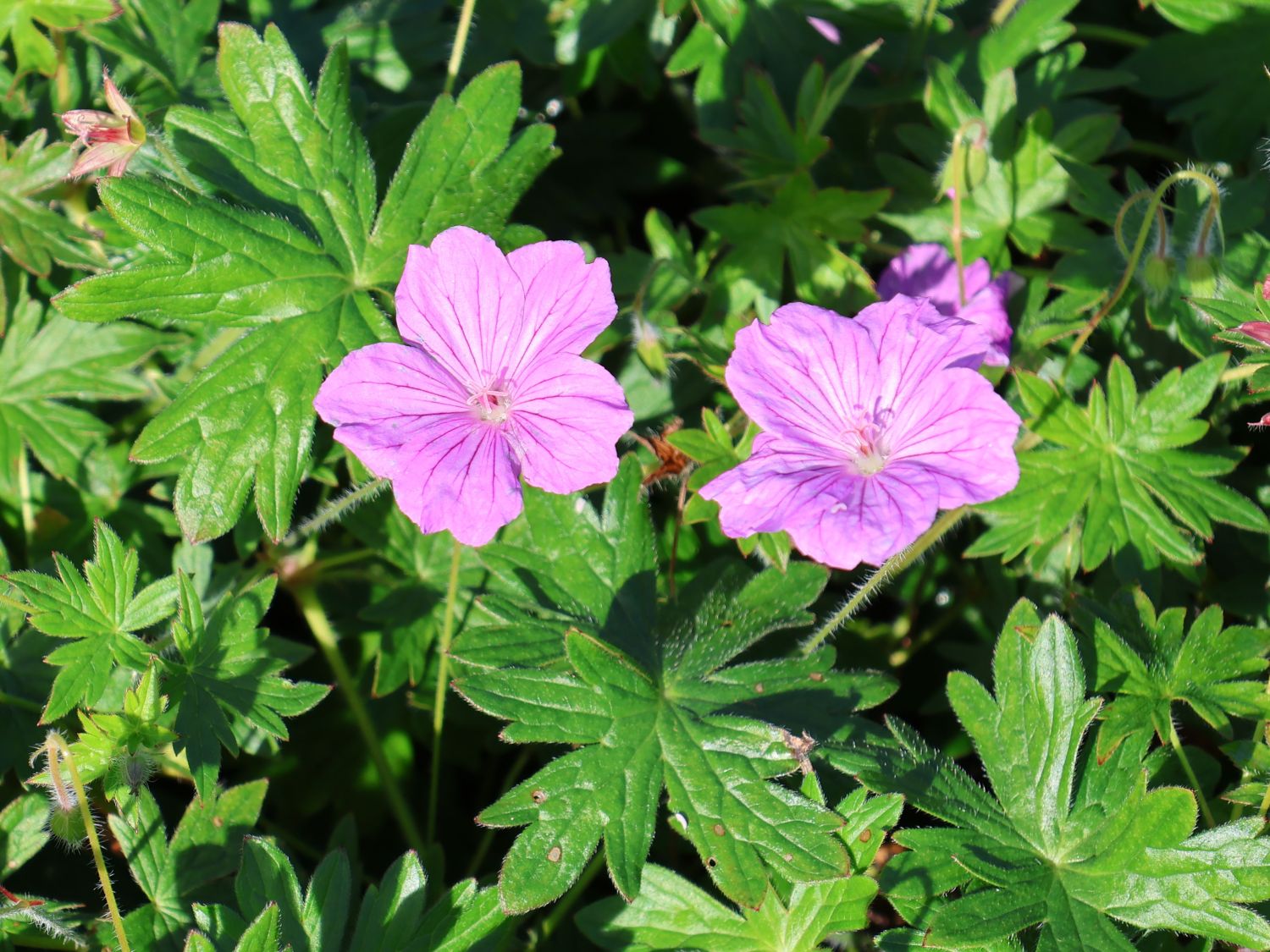 Storchschnabel 'Blushing Turtle' ® - Geranium wallichianum 'Blushing Turtle'