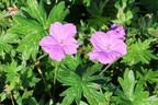 Storchschnabel 'Blushing Turtle' ® - Geranium wallichianum 'Blushing Turtle'