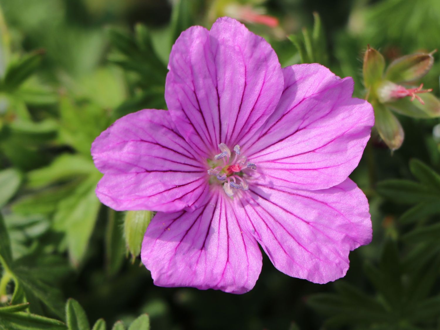 Storchschnabel 'Blushing Turtle' ® - Geranium wallichianum 'Blushing Turtle'