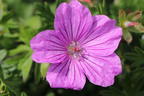 Storchschnabel 'Blushing Turtle' ® - Geranium wallichianum 'Blushing Turtle'