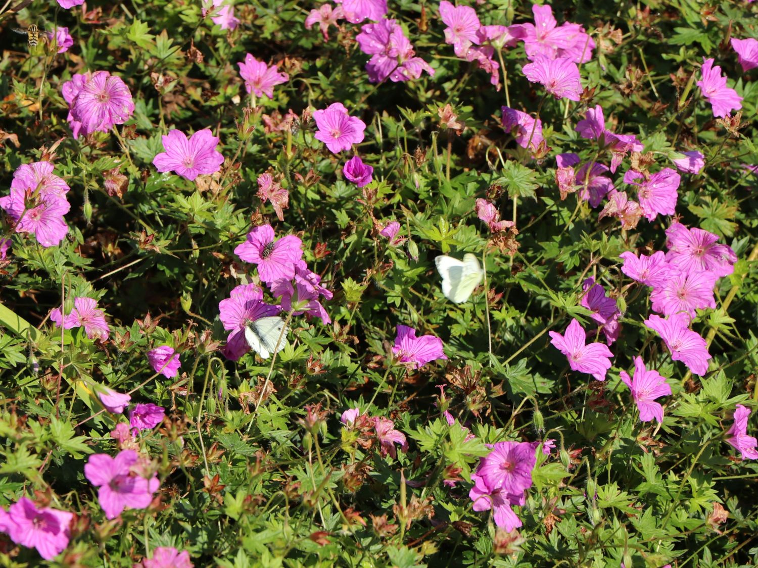 Storchschnabel 'Blushing Turtle' ® - Geranium wallichianum 'Blushing Turtle'