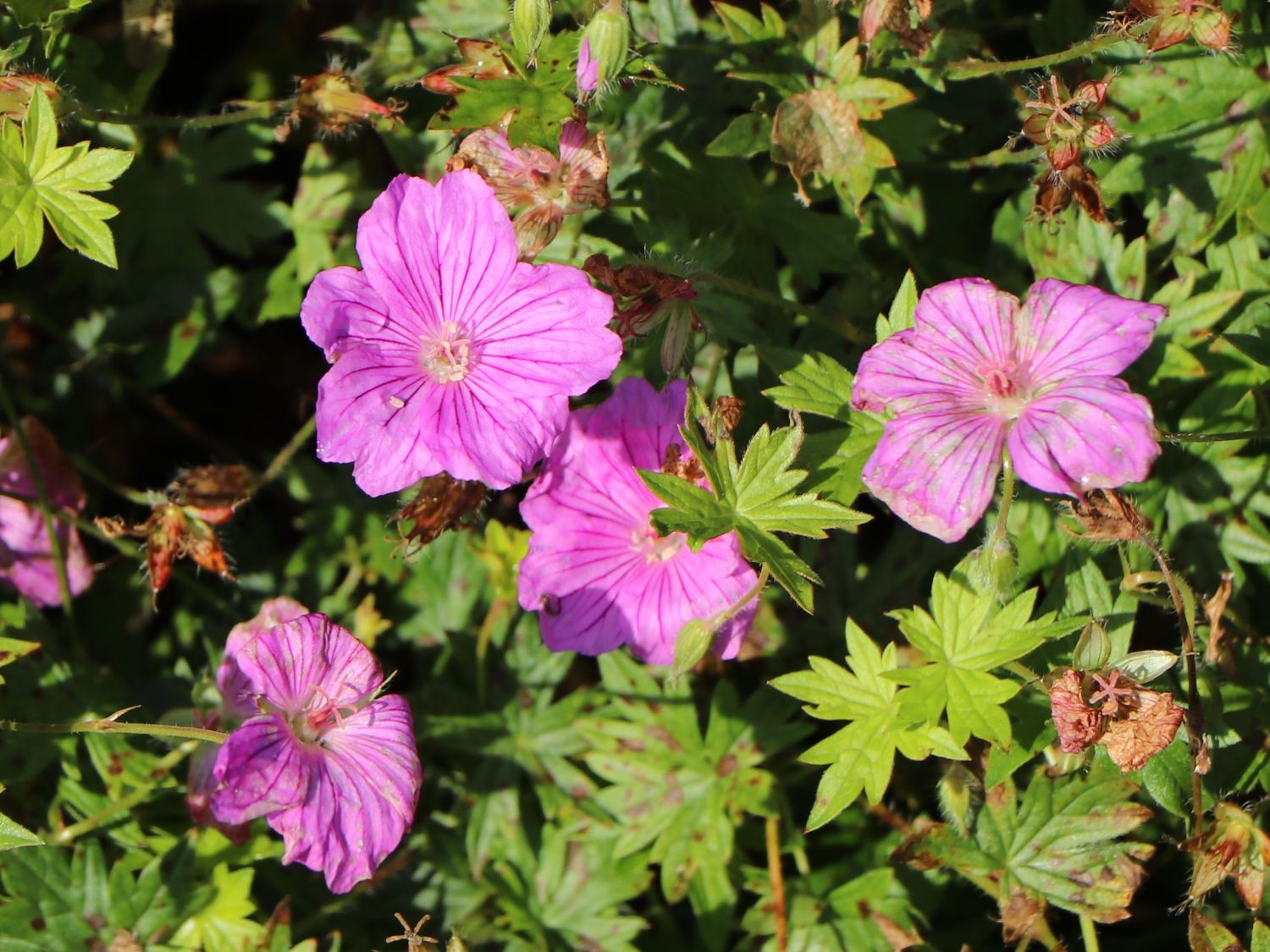 Storchschnabel 'Blushing Turtle' ® - Geranium wallichianum 'Blushing Turtle'