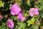Storchschnabel 'Blushing Turtle' ® - Geranium wallichianum 'Blushing Turtle'