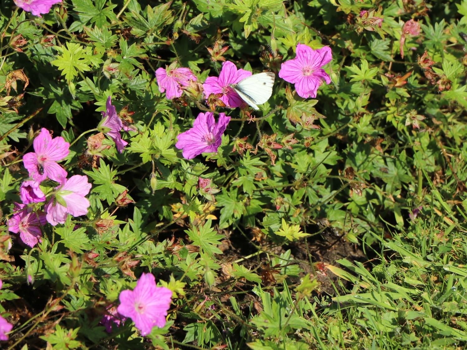 Storchschnabel 'Blushing Turtle' ® - Geranium wallichianum 'Blushing Turtle'
