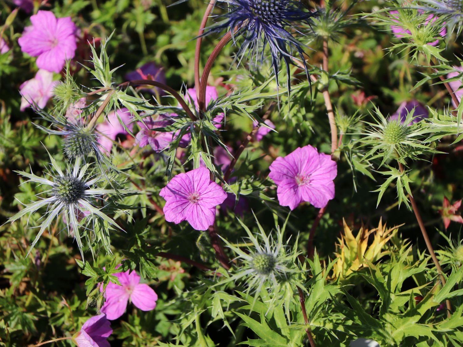 Storchschnabel 'Blushing Turtle' ® - Geranium wallichianum 'Blushing Turtle'