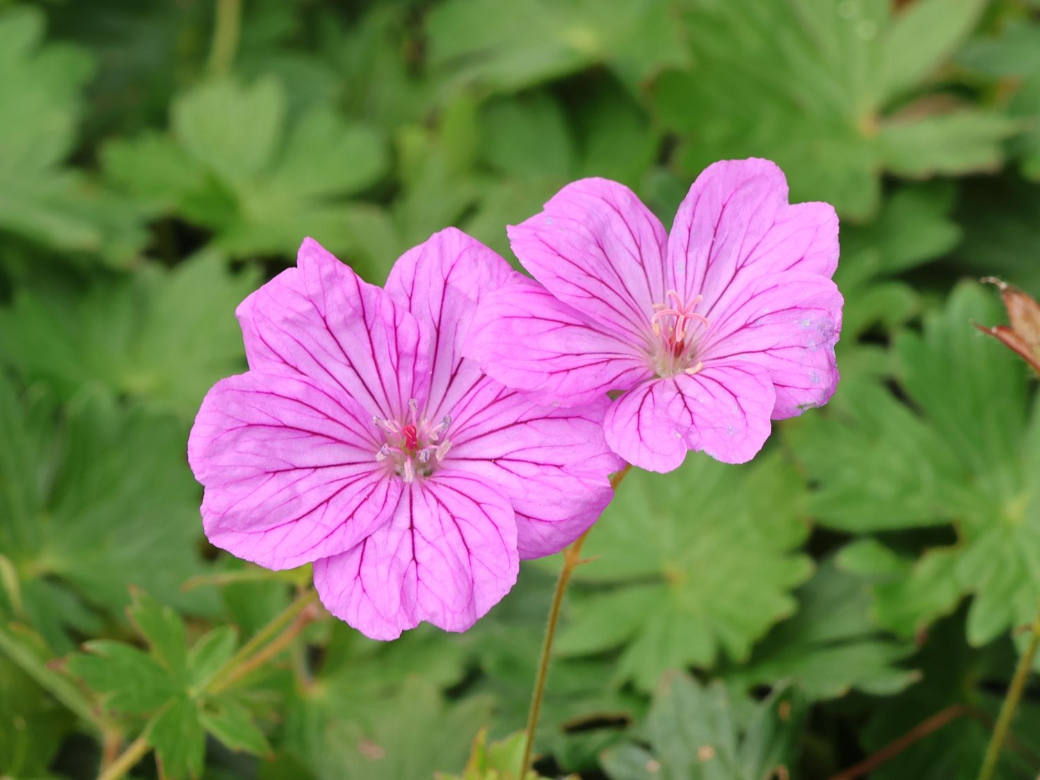 Storchschnabel 'Blushing Turtle' ® - Geranium wallichianum 'Blushing Turtle'