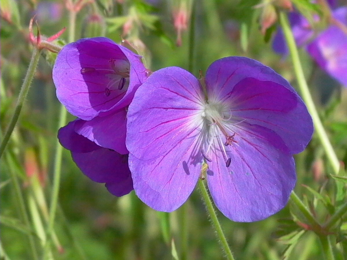Storchschnabel 'Brookside' - Geranium pratense 'Brookside'