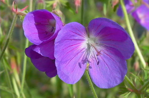 Storchschnabel 'Brookside' - Geranium pratense 'Brookside'