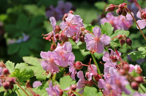 Storchschnabel 'Camce' - Geranium macrorrhizum 'Camce'