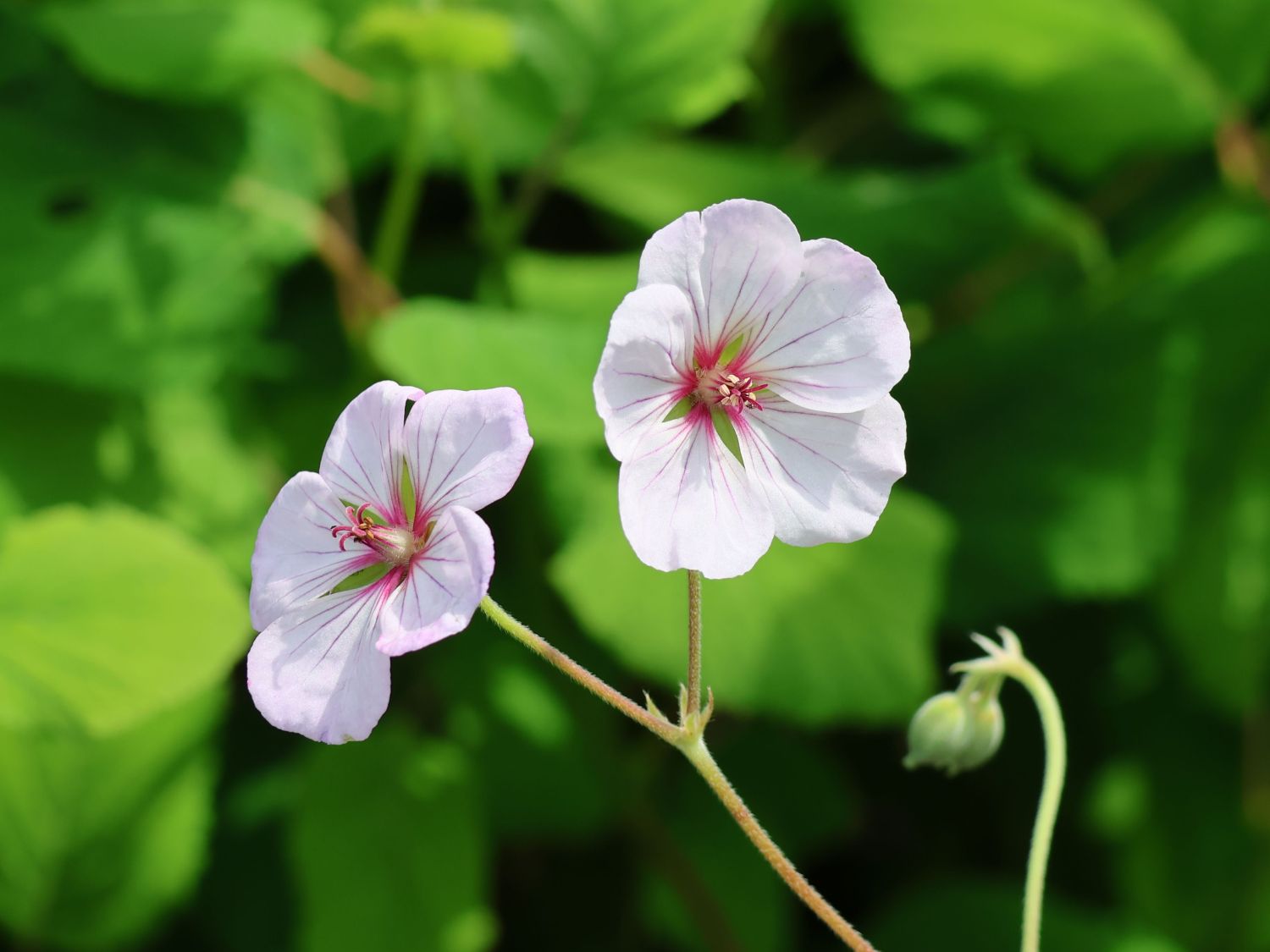 Storchschnabel 'Coombland White'