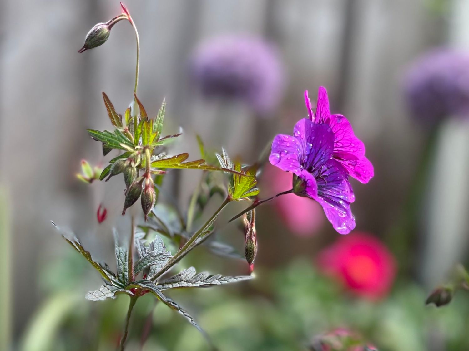 Storchschnabel 'Dark Eyes'