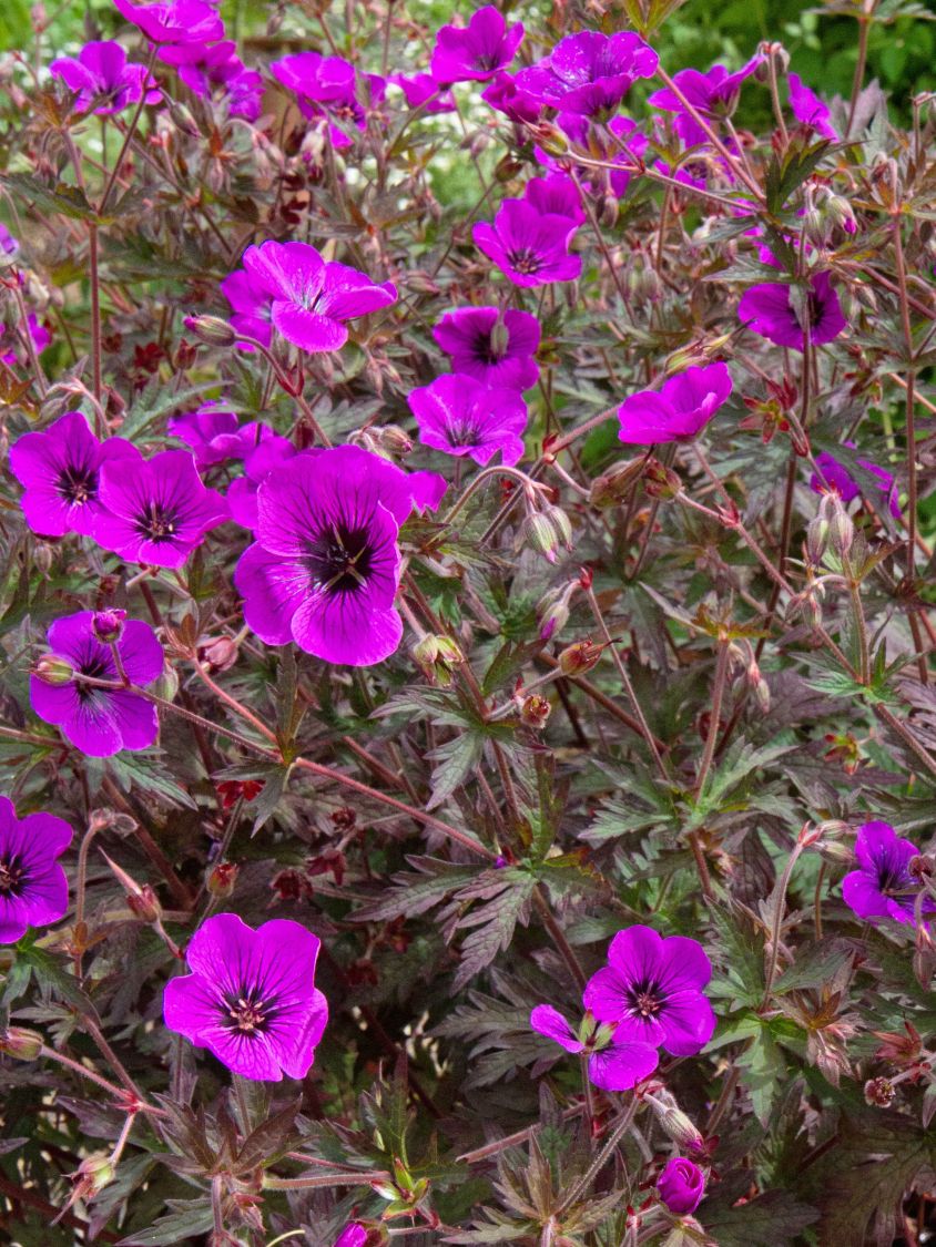 Storchschnabel 'Dark Eyes' - Geranium × cultorum 'Dark Eyes'
