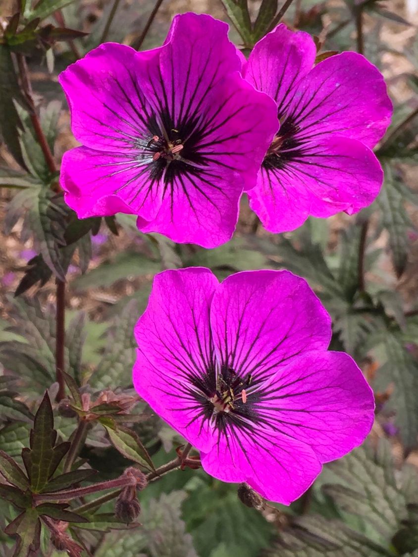Storchschnabel 'Dark Eyes' - Geranium × cultorum 'Dark Eyes'