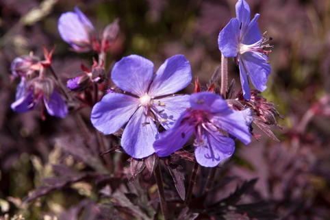 Storchschnabel 'Dark Reiter' - Geranium pratense 'Dark Reiter'
