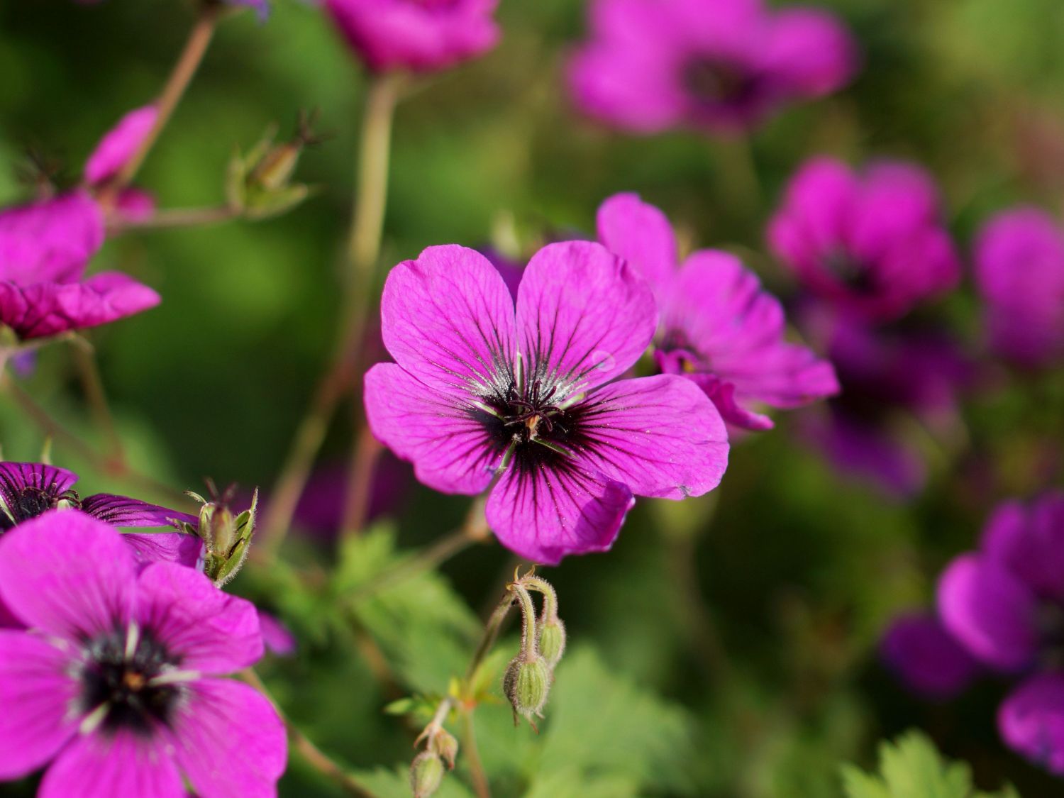 Storchschnabel 'Dragon Heart' - Geranium x psilostemon 'Dragon Heart'