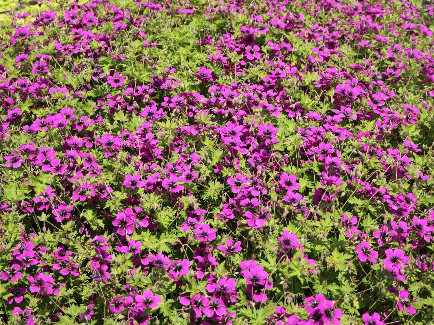 Storchschnabel 'Dragon Heart' - Geranium x psilostemon 'Dragon Heart'