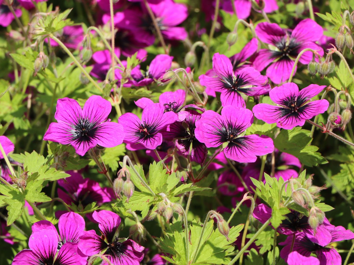 Storchschnabel 'Dragon Heart' - Geranium x psilostemon 'Dragon Heart'