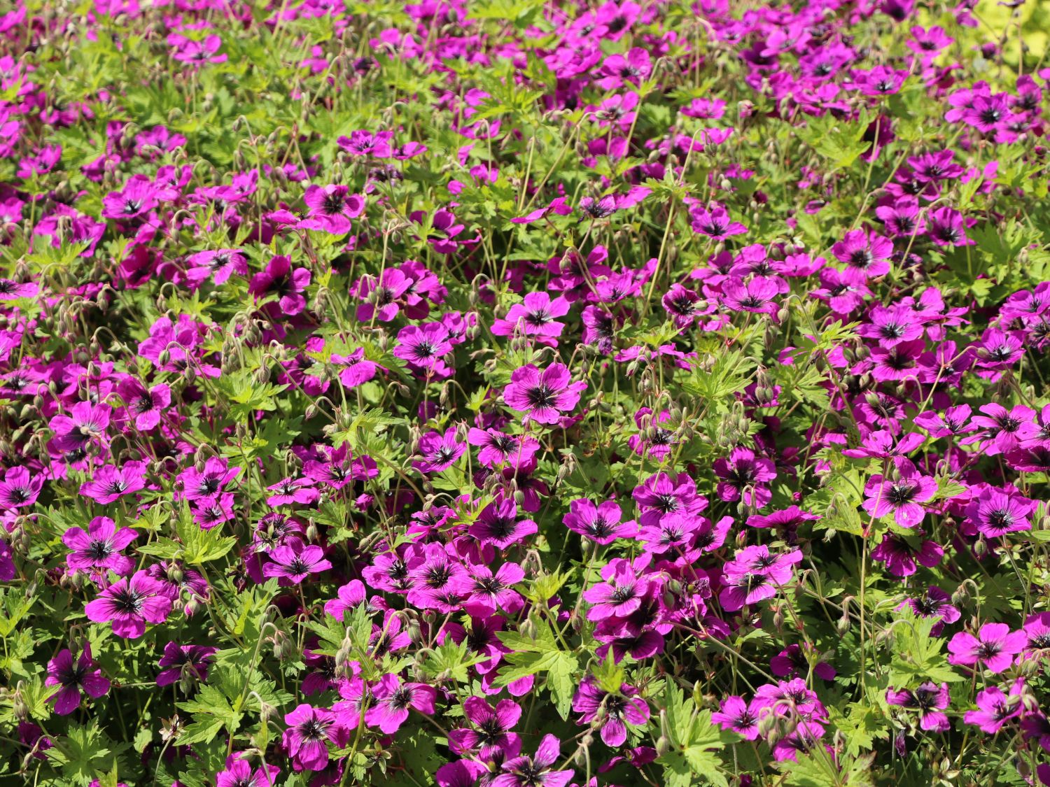 Storchschnabel 'Dragon Heart' - Geranium x psilostemon 'Dragon Heart'