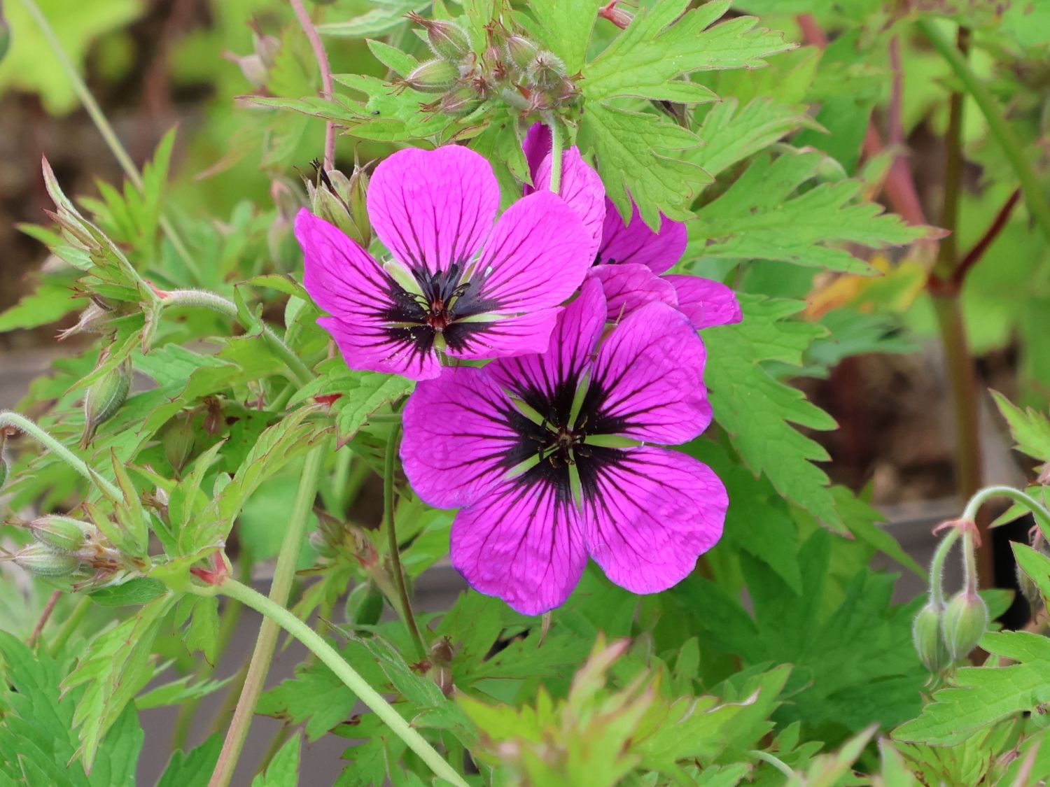 Storchschnabel 'Dragon Heart' - Geranium x psilostemon 'Dragon Heart'