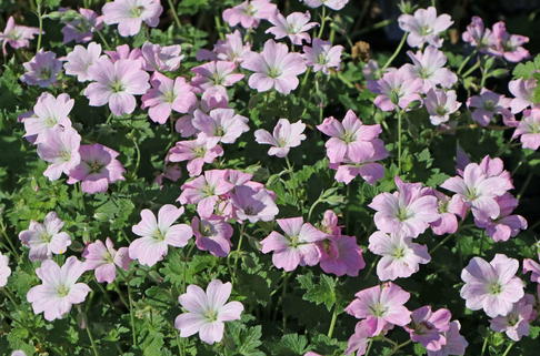 Storchschnabel 'Dreamland' - Geranium x cultorum 'Dreamland'