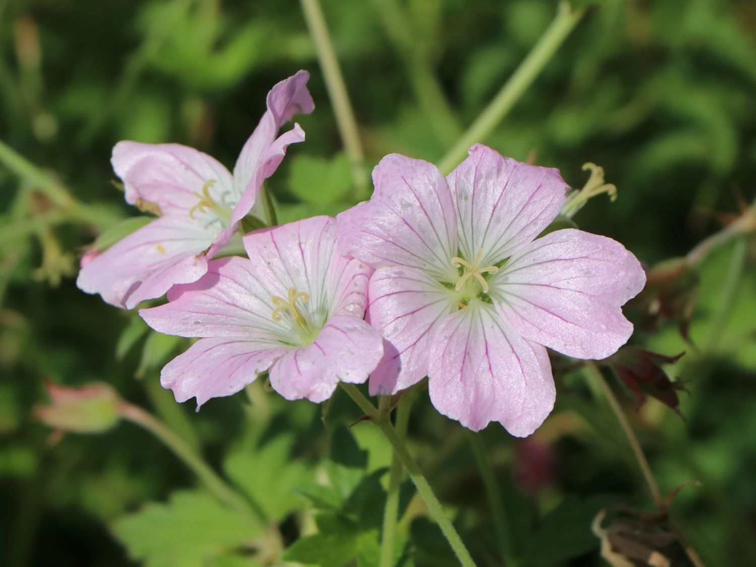 Storchschnabel 'Dreamland' - Geranium x cultorum 'Dreamland'