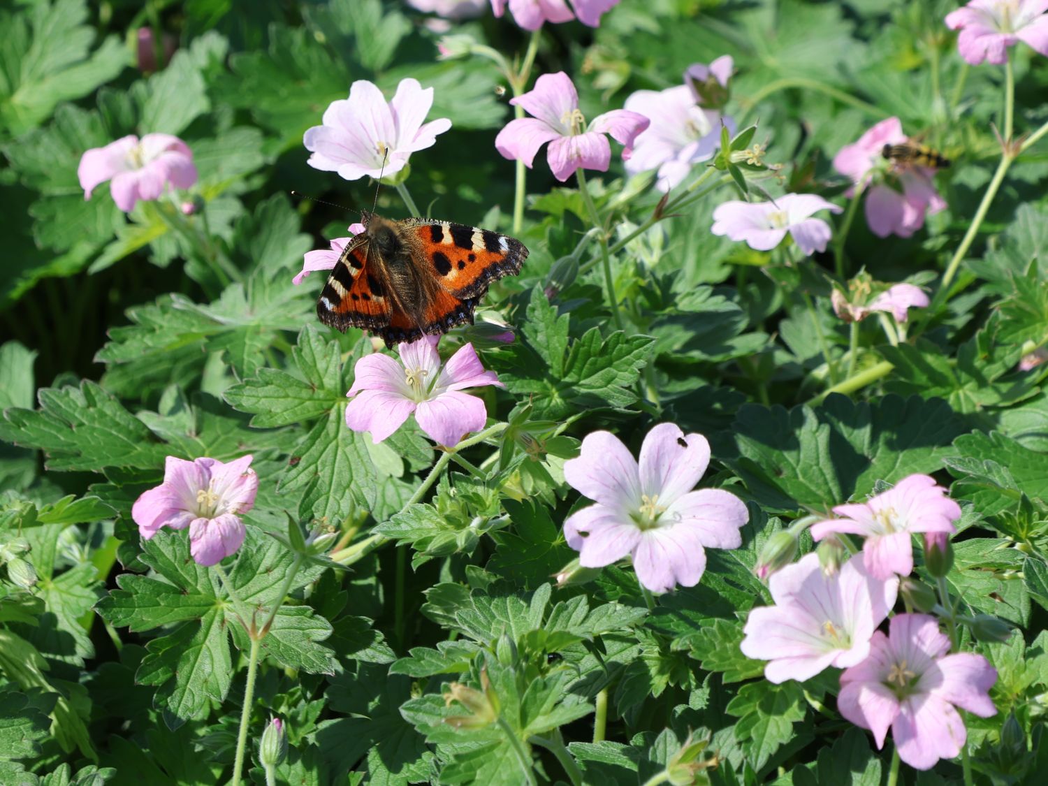 Storchschnabel 'Dreamland' - Geranium x cultorum 'Dreamland'