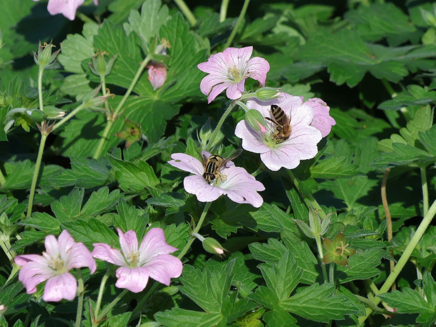 Storchschnabel 'Dreamland' - Geranium x cultorum 'Dreamland'