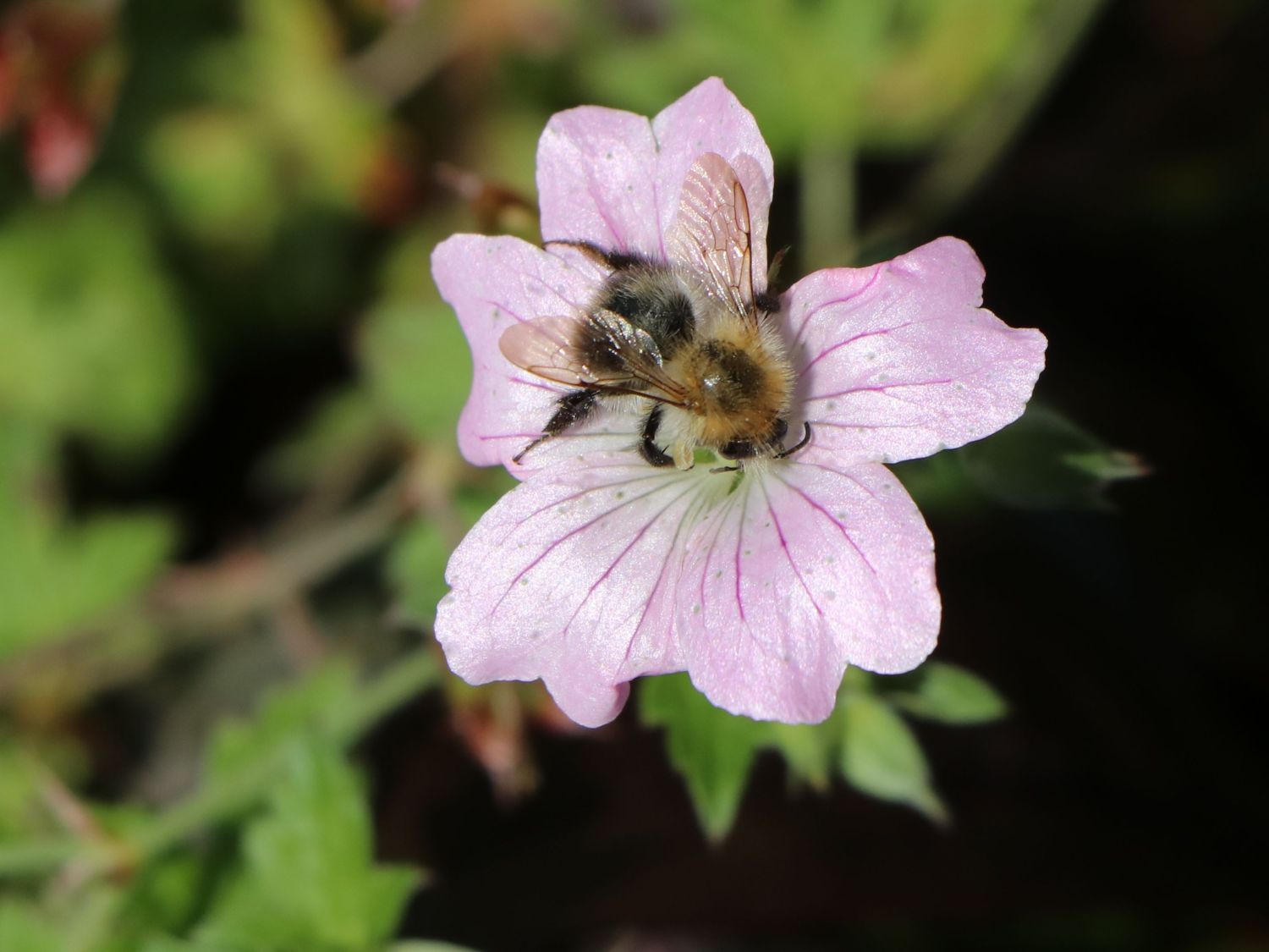 Storchschnabel 'Dreamland' - Geranium x cultorum 'Dreamland'