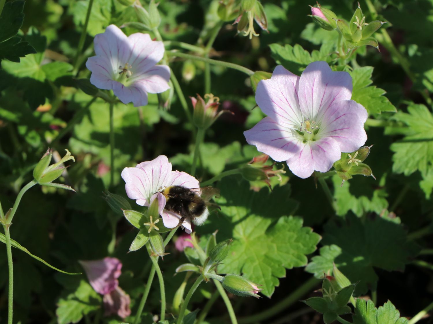 Storchschnabel 'Dreamland' - Geranium x cultorum 'Dreamland'