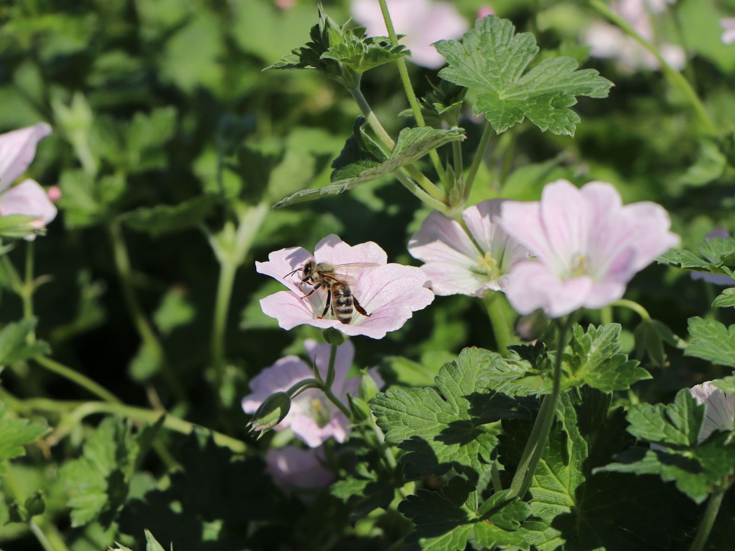 Storchschnabel 'Dreamland' - Geranium x cultorum 'Dreamland'