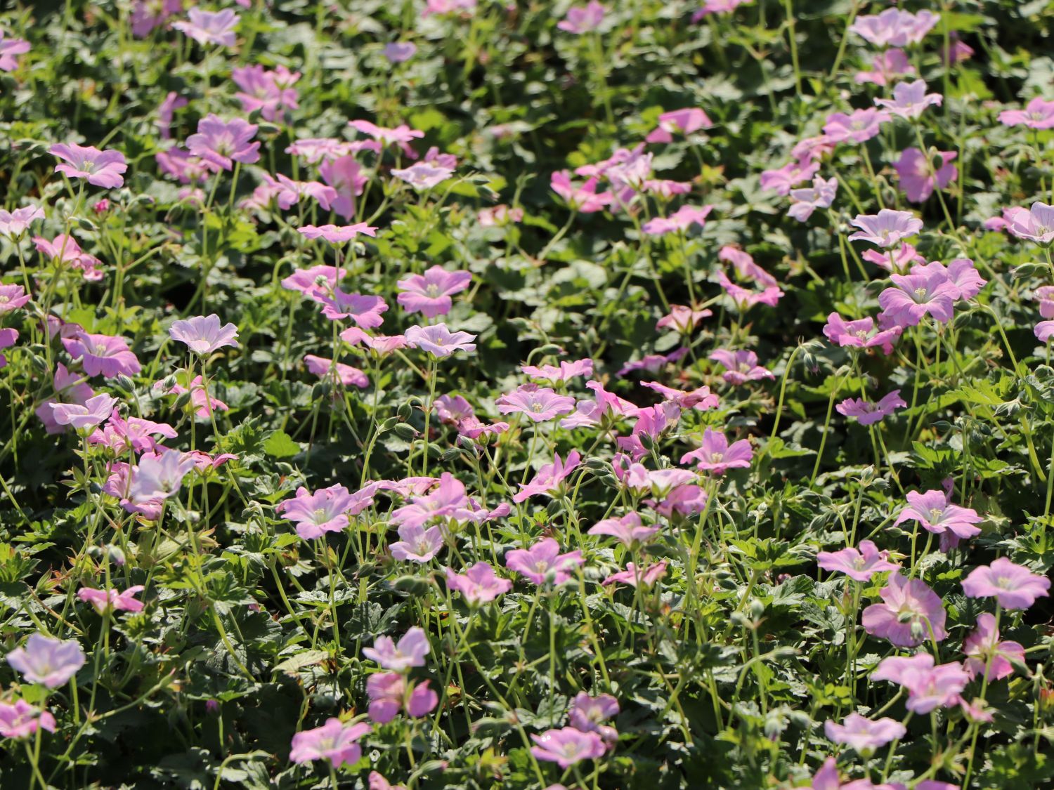 Storchschnabel 'Dreamland' - Geranium x cultorum 'Dreamland'