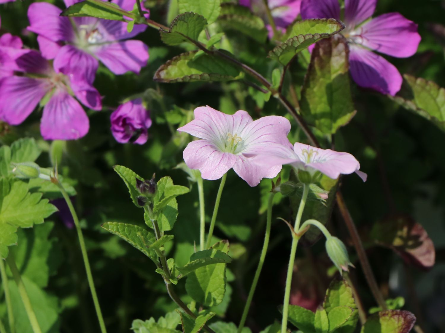 Storchschnabel 'Dreamland' - Geranium x cultorum 'Dreamland'