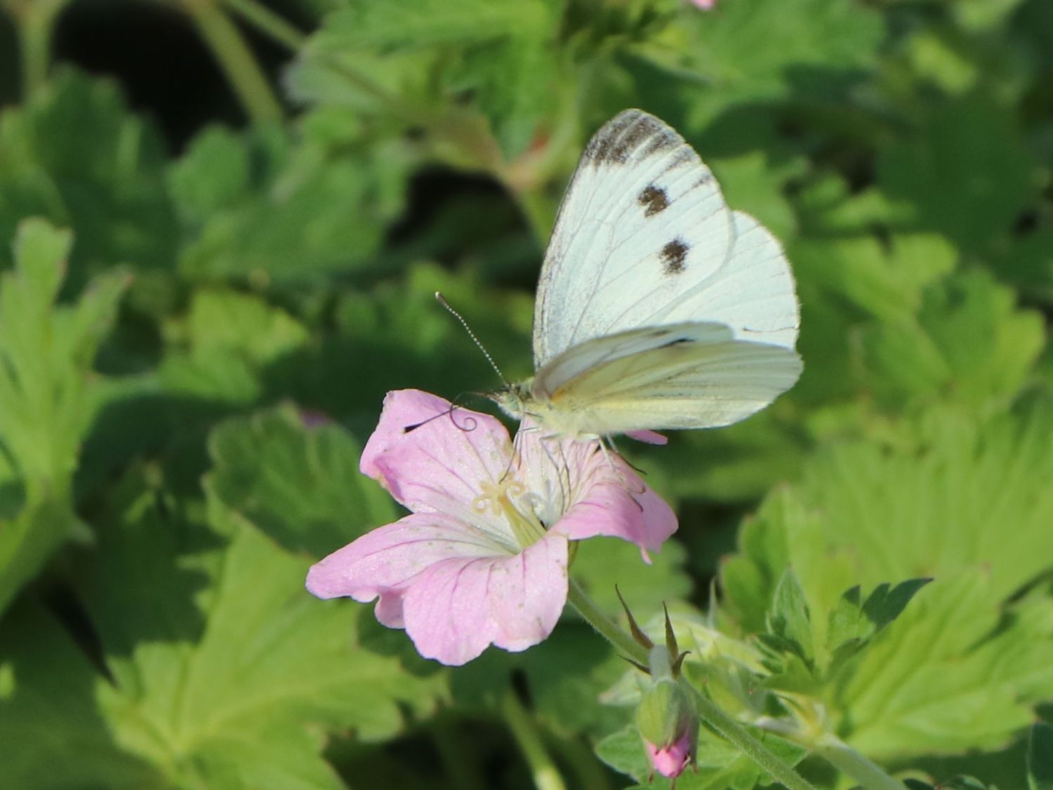 Storchschnabel 'Dreamland' - Geranium x cultorum 'Dreamland'