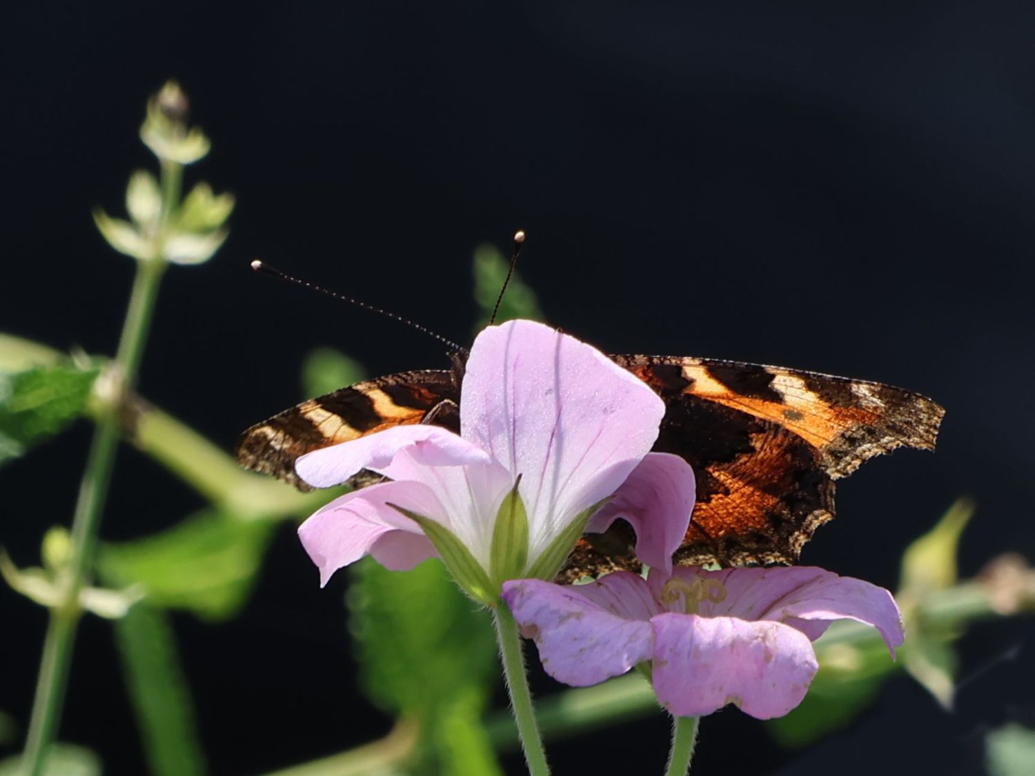 Storchschnabel 'Dreamland' - Geranium x cultorum 'Dreamland'