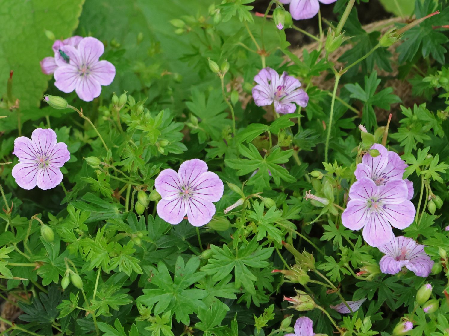 Storchschnabel 'FRIVOLIUS ® Lilac'