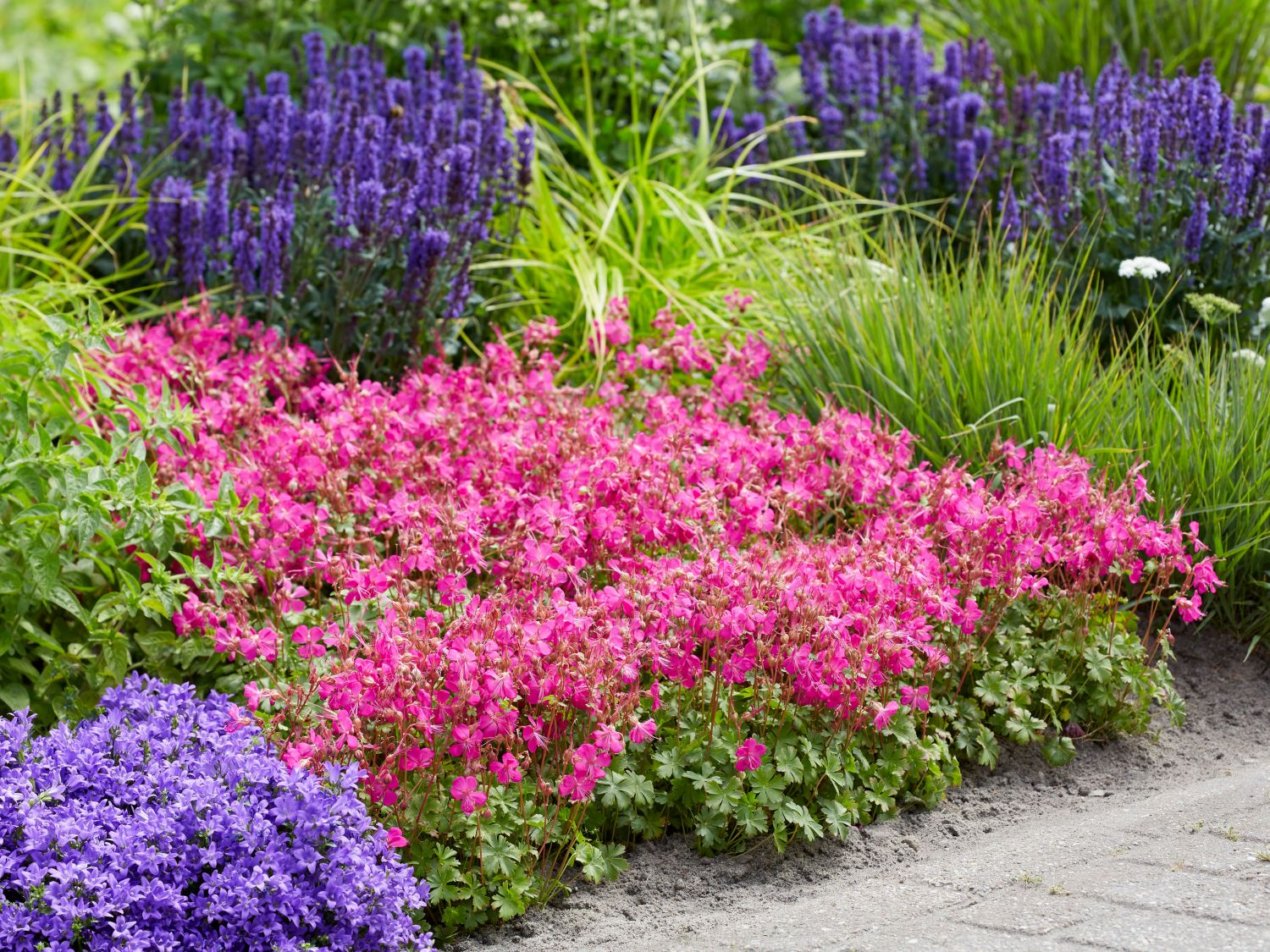 Storchschnabel 'Intense' - Geranium x cantabrigiense 'Intense'
