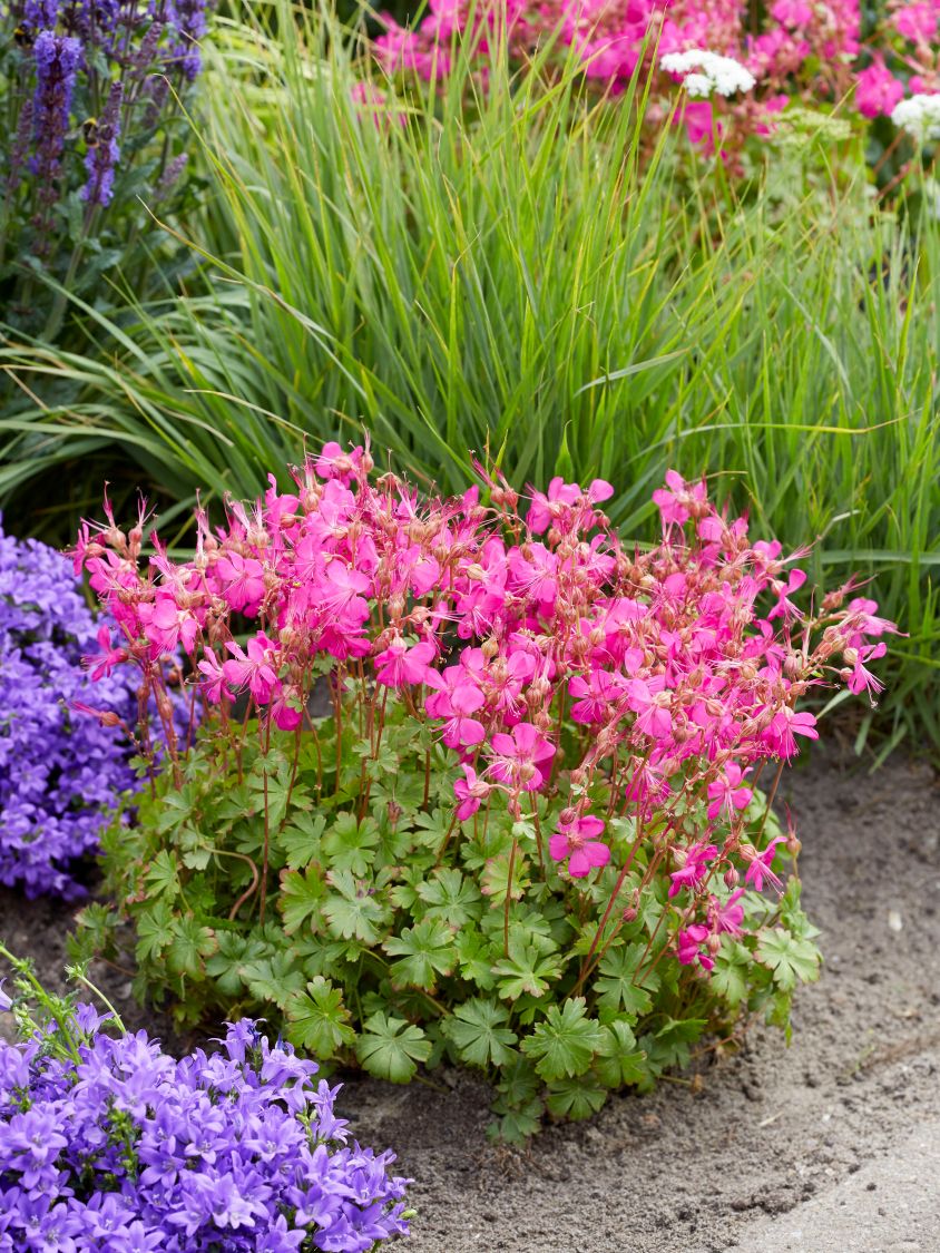 Storchschnabel 'Intense' - Geranium x cantabrigiense 'Intense'