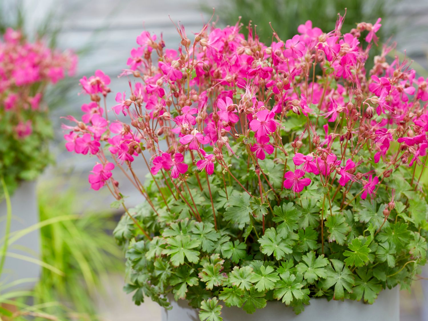 Storchschnabel 'Intense' - Geranium x cantabrigiense 'Intense'