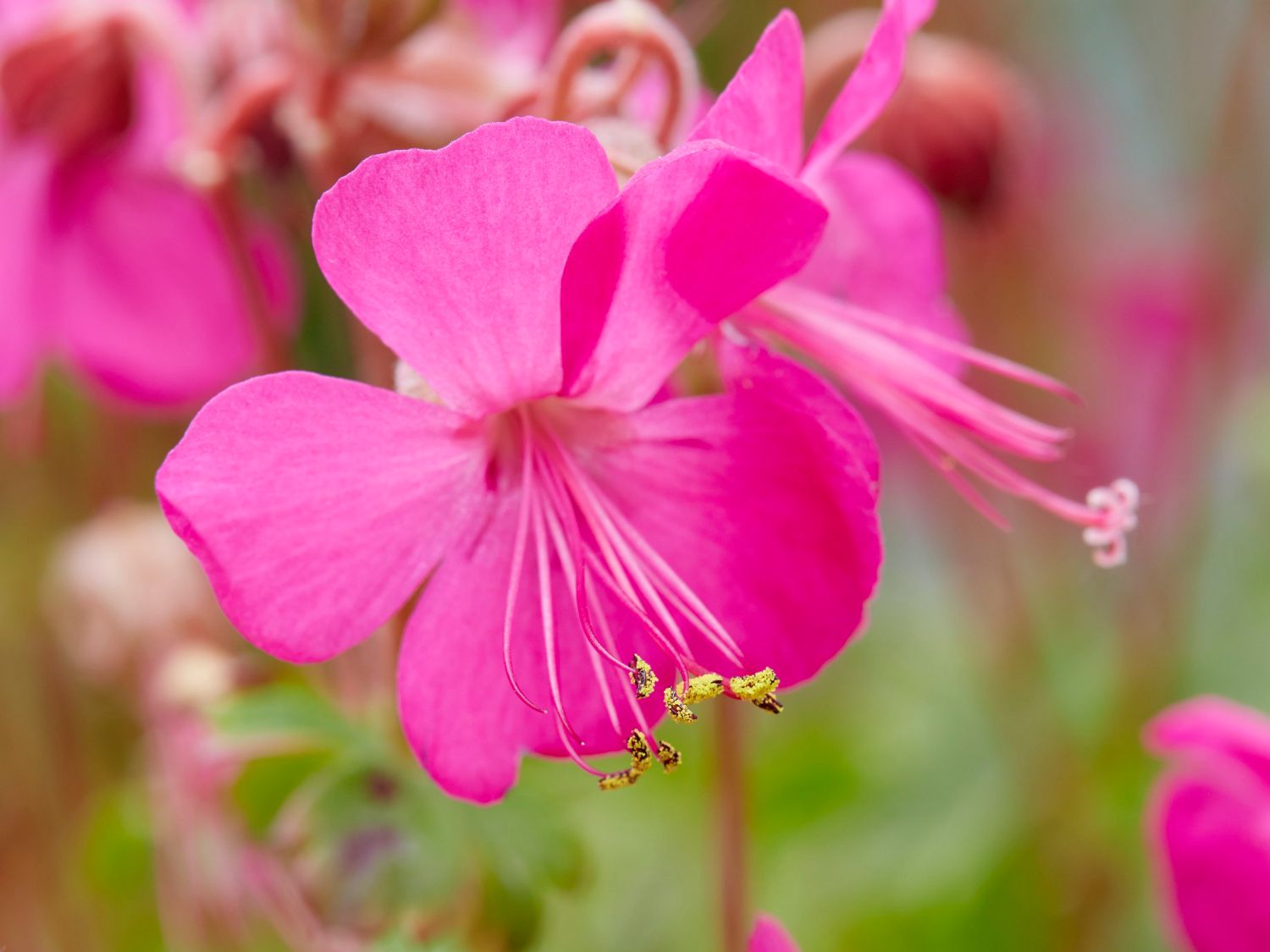 Storchschnabel 'Intense' - Geranium x cantabrigiense 'Intense'