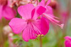 Storchschnabel 'Intense' - Geranium x cantabrigiense 'Intense'