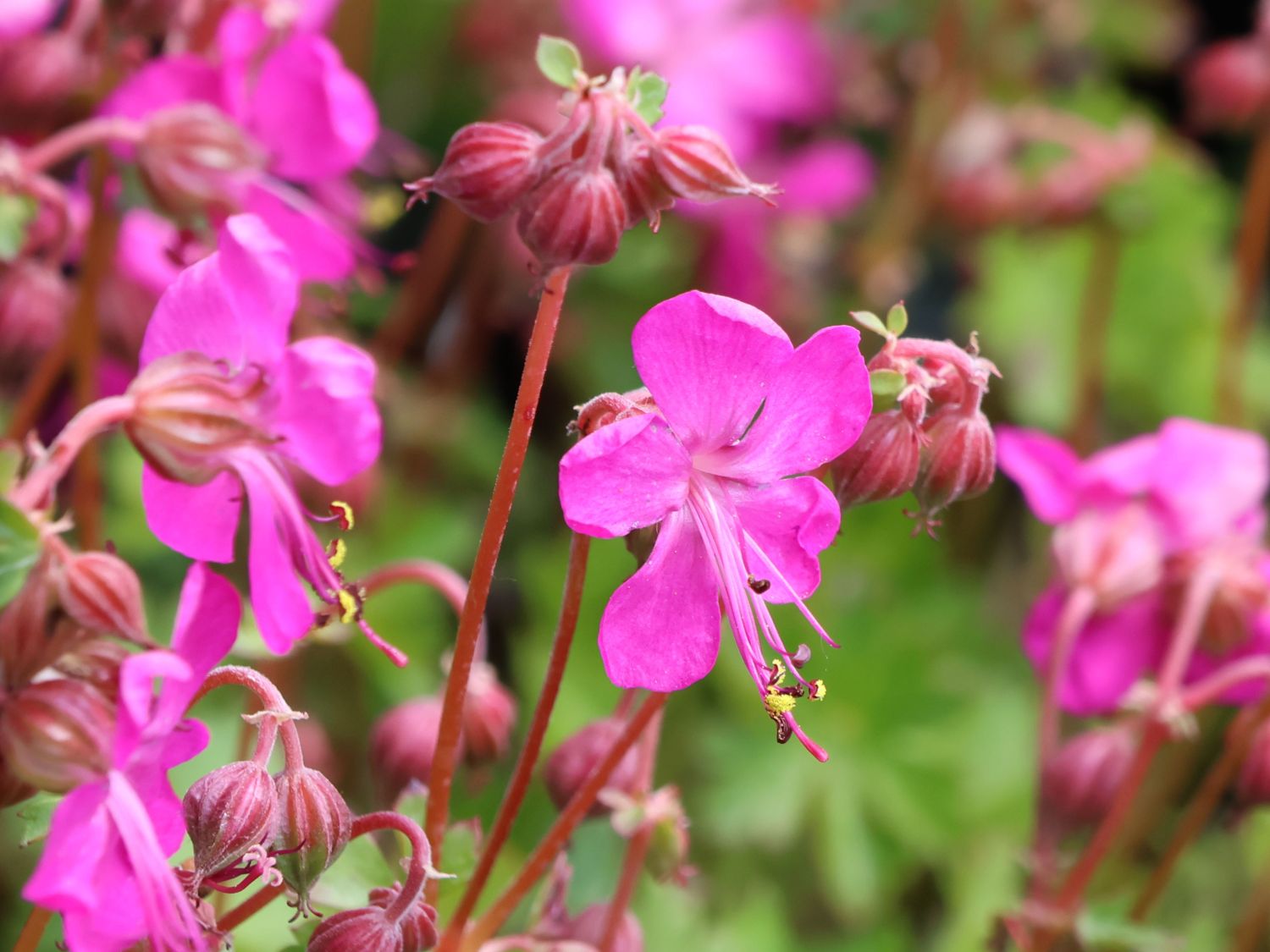 Storchschnabel 'Intense' - Geranium x cantabrigiense 'Intense'
