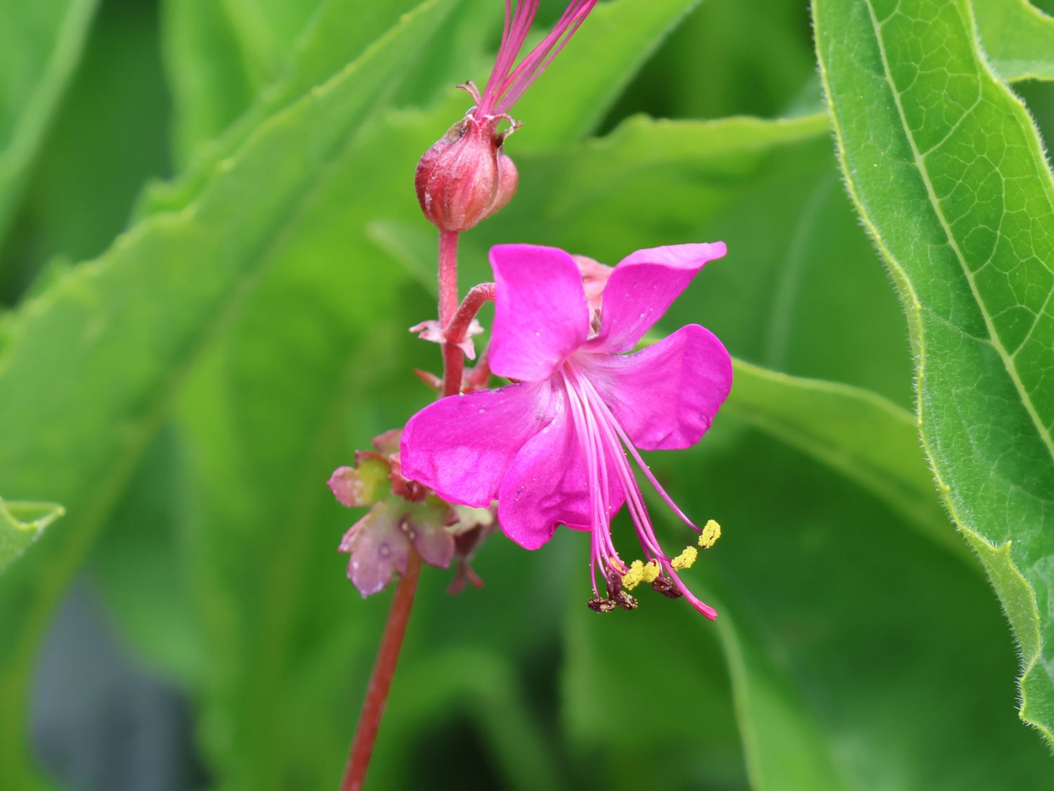 Storchschnabel 'Intense' - Geranium x cantabrigiense 'Intense'