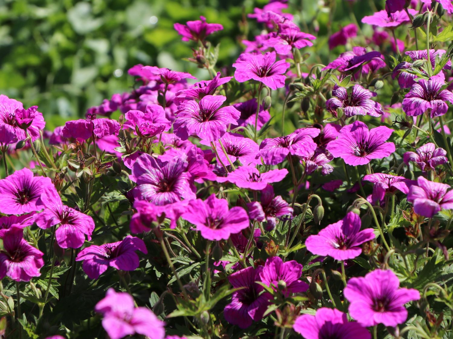 Storchschnabel 'JS Matu Vu'